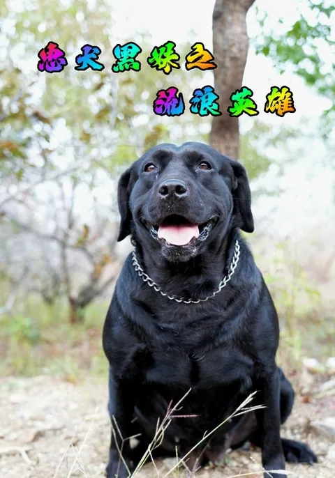 忠犬黑妹之流浪英雄