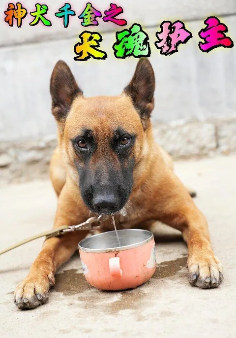 神犬千金之犬魂护主