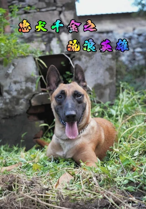 忠犬千金之流浪英雄