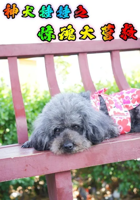 神犬锤锤之惊魂大营救