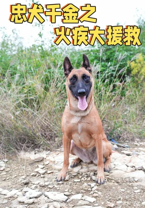 忠犬千金之火疾大援救