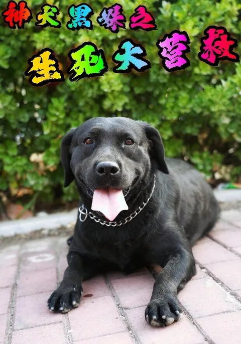 神犬黑妹之生死大营救